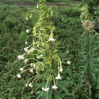 Clerodendrum indicum (L.) Kuntze